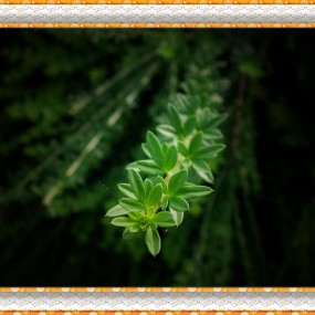 下班路上，大家来围观，老机器尼康E990