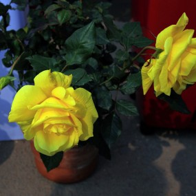 黄色月季花-航海王基德