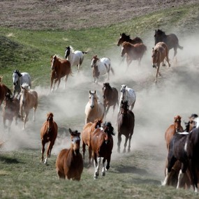 美国正在消失的牧马人