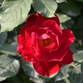 小弟今天去世博园拍的各位大侠给指点指点