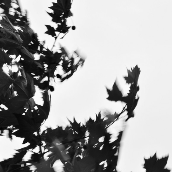 树欲静而风不止