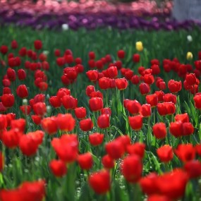 【杨子】光绘郁金香