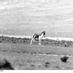 半个多世纪前的西藏影像