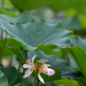 2012-06-25上午冒雨丰庆公园拍荷花