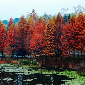 梅花山初冬风景