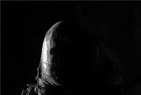 家里的树根当一次模特光影一下