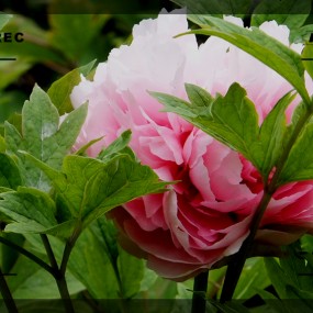 卡片小试拍牡丹芍药