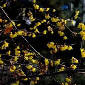 凄风苦雨而如期华发