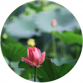 j荷(烟片试用不成功)