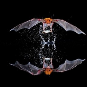 [风光] **野生动物摄影师捕捉自然之美