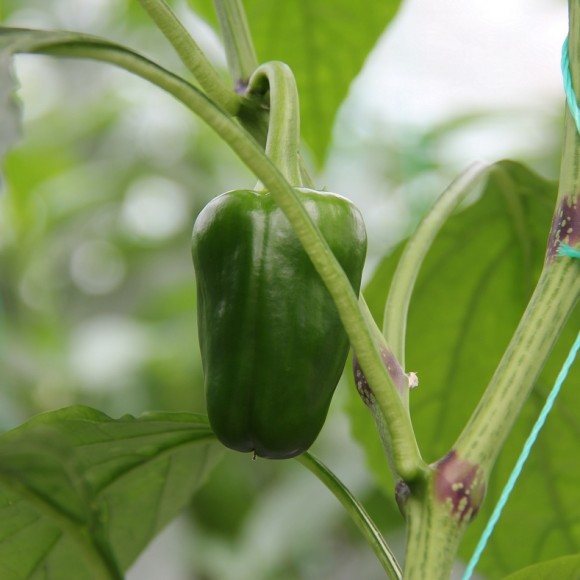 新手练习，多指导