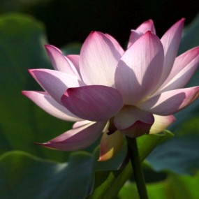 适马150-500头试拍荷花