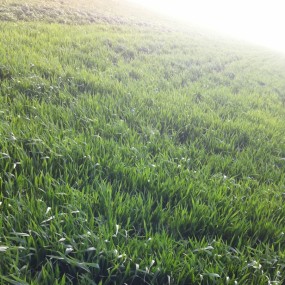 看花莫待花枝老。