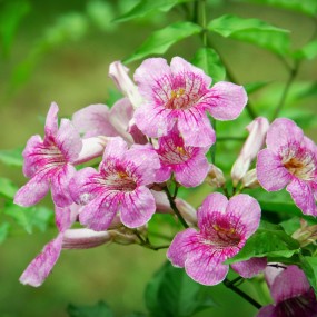 花儿--深圳大学