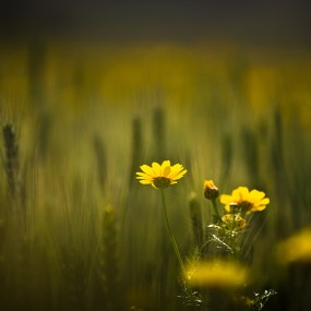 Doron Nissim 人文艺术摄影（一）