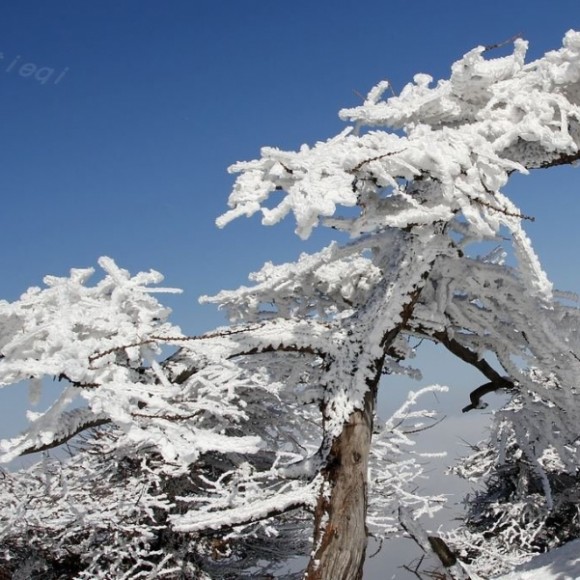 银妆素裹秦岭松