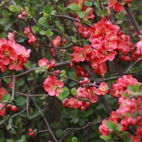 铁海棠  100  vs  135