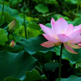 南湖的荷花开了