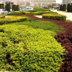 2011.4.16长安郭杜樱花。。。。