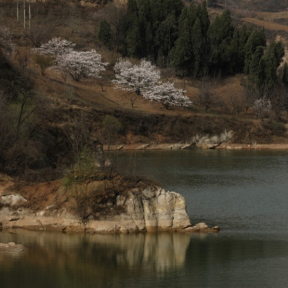 华胥塬上春色浓，洪庆山上杏花开