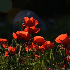 5.11植物园外拍之三：花卉