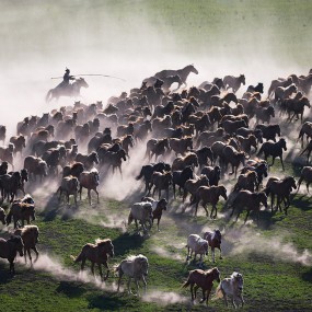 坝上草原万马奔腾