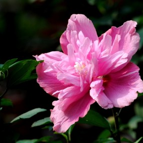 粉紫重瓣木槿花