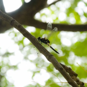 自然风情之蜻蜓