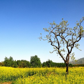 在希望的田野上