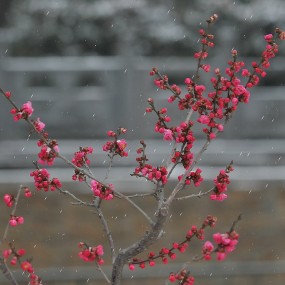 红梅飞雪争春