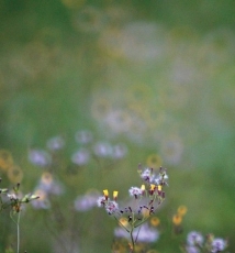 焦外“甜圈”的 来龙去脉 解析折反镜头