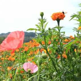 花团锦簇玉华宫
