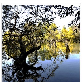 〖小品〗静·净