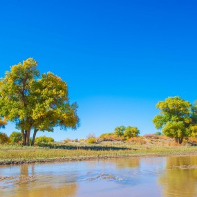 ［新人报到帖］醉美胡杨林