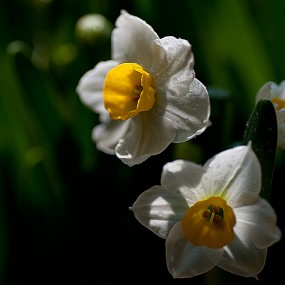 报春水仙（一）