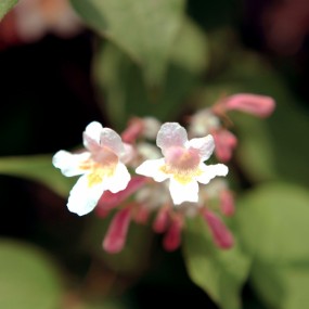 随拍小品，请大家指点