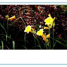 《习拍》人称母亲花……萱草