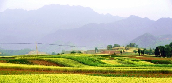 蓝田的麦田