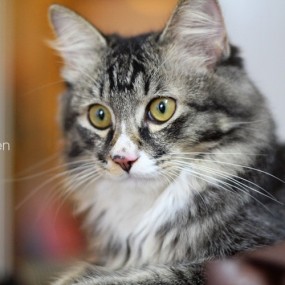 家有爱猫-航海王基德