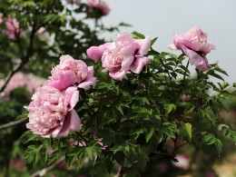 乾陵牡丹真国色