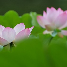 ——今天再次拍荷花——