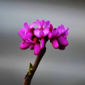 （北）紫金花！