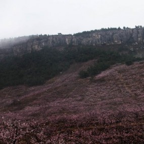 美丽桃花园