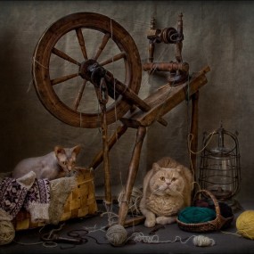 油画里的喵星人