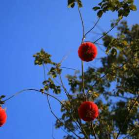 蓝蓝的天，红红的灯