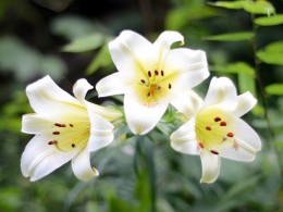 百合.百合.百年好合