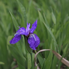 浐灞湿地的鸢尾花
