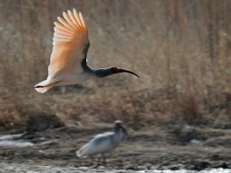 野外放飞地的朱鹮