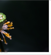 看看天漠虎峪如何用尼康105mm/F2.8 VR 微距头小雨中拍荷花