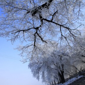 松花江畔雾凇美